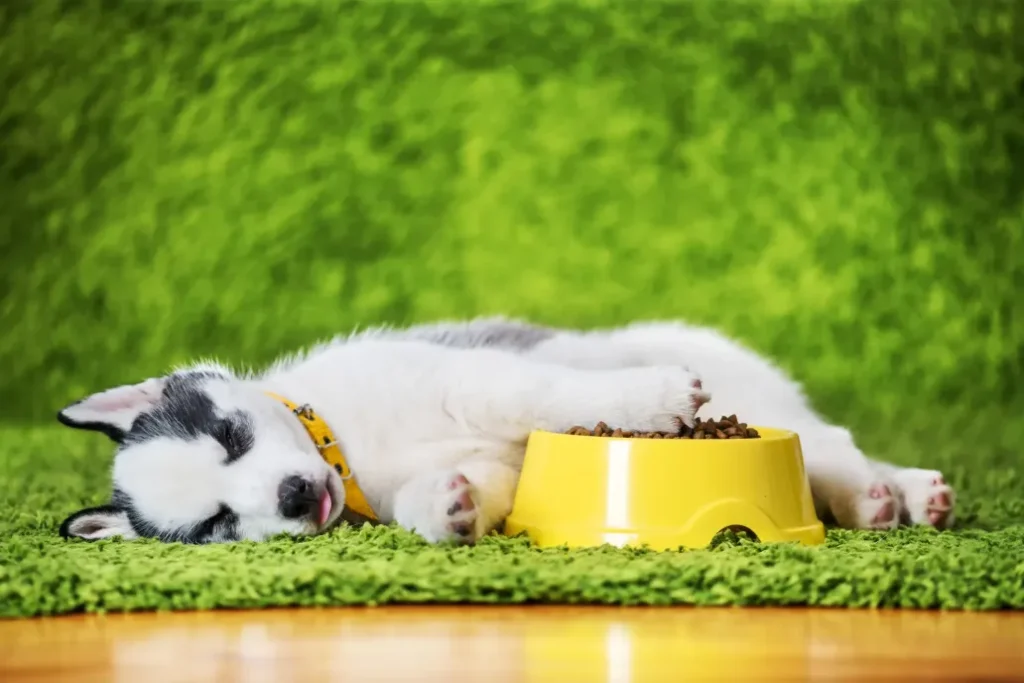 A small white Siberian Husky puppy dog 