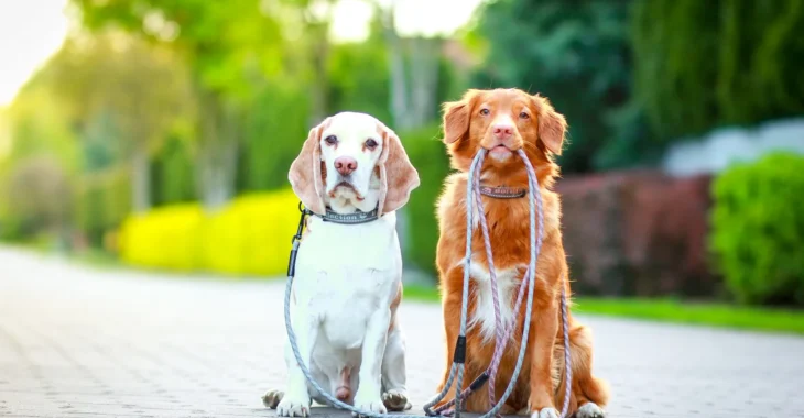 Is Biothane Stronger than Leather? A Comparative Study