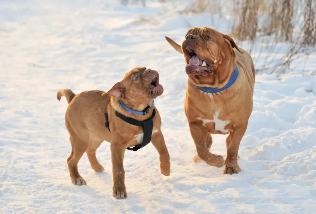 Two Dogue De Bordeaux wearing harness Playing in Frosty Sunny Weather