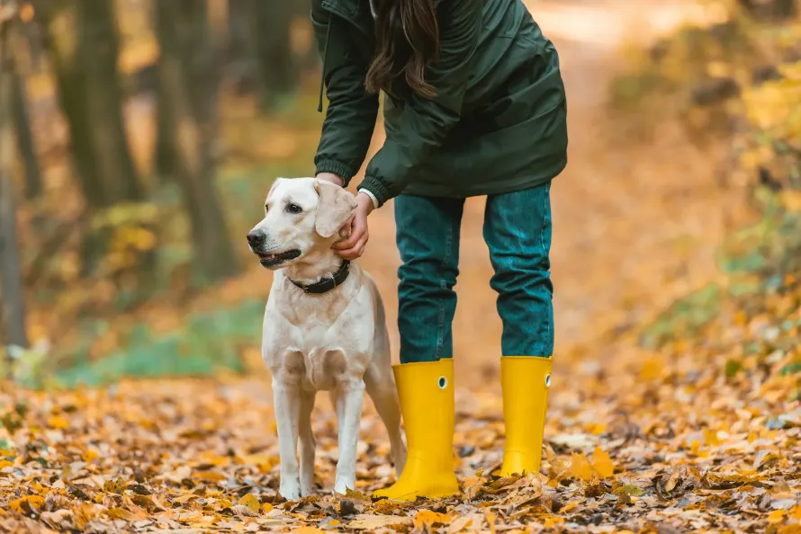 Woman adjusting dog collar on golden retriever in autumnal forest