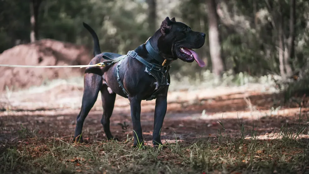 Black Presa Canario male in training harness with tongue out and looking at helper