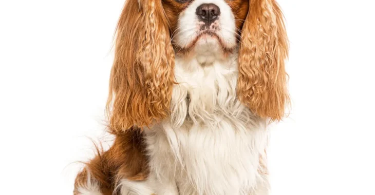 Best Dog Food for Cavalier King Charles: Top Picks for Optimal Health