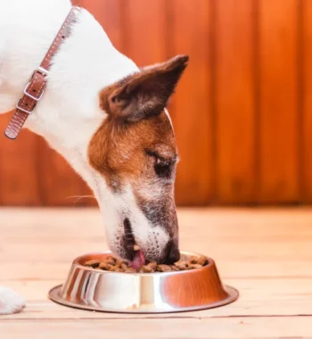 Is Rachael Ray’s Dog Food Good? 2023 Review: Pros, Cons & Ratings