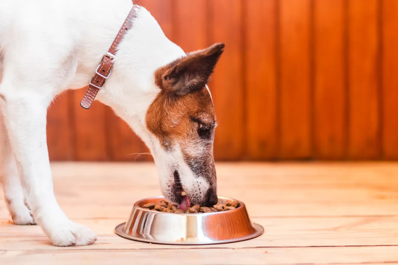 Is Rachael Ray’s Dog Food Good? 2023 Review: Pros, Cons & Ratings