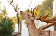 Will Deer Eat Dog Food? The Impact on Deer and Ecosystems