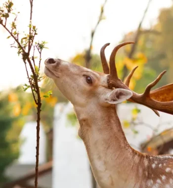 Will Deer Eat Dog Food? The Impact on Deer and Ecosystems