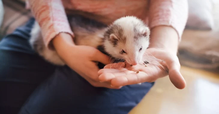 Can Ferrets Eat Dog Food? A Comprehensive Guide