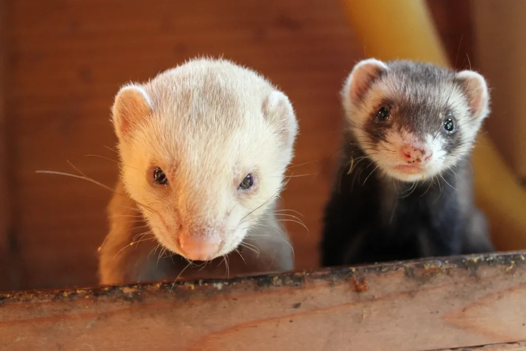 Owner feeding ferret with species-appropriate meat diet instead of dog food for health benefits