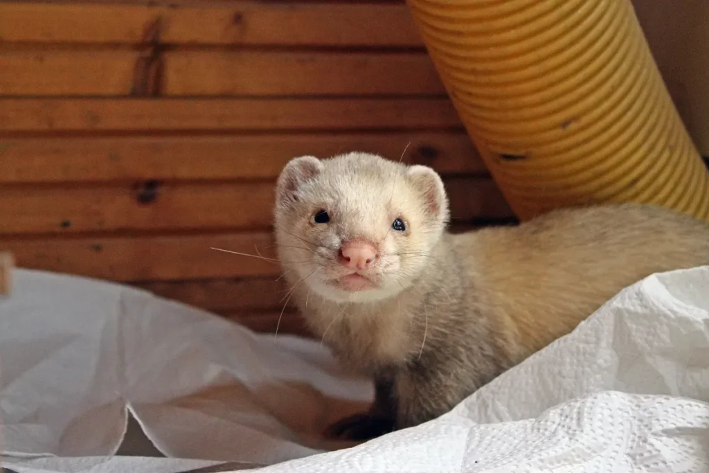 Visual guide to harmful foods for ferrets in their diet
