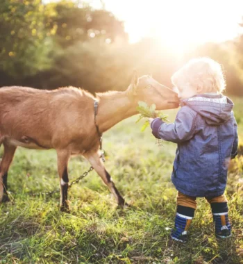 Can Goats Eat Dog Food? – Health Risks and Alternatives