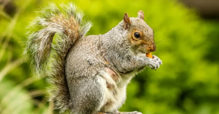 Can Squirrels Eat Dog Food? Keep Them Safe!
