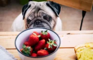 Vet Approved Homemade Dog Food Recipes for Kidney Disease: Nourish Your Canine with Confidence