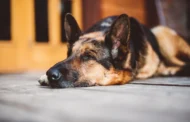 Worst Dog Food for German Shepherd: A Guide to Avoid the Bad