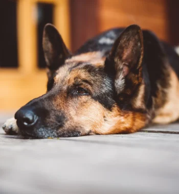 Worst Dog Food for German Shepherd: A Guide to Avoid the Bad