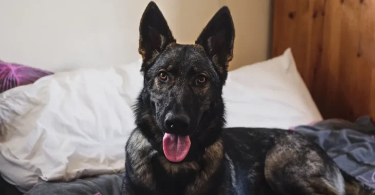 Best Dog Food for Belgian Malinois: Top Picks & Reviews