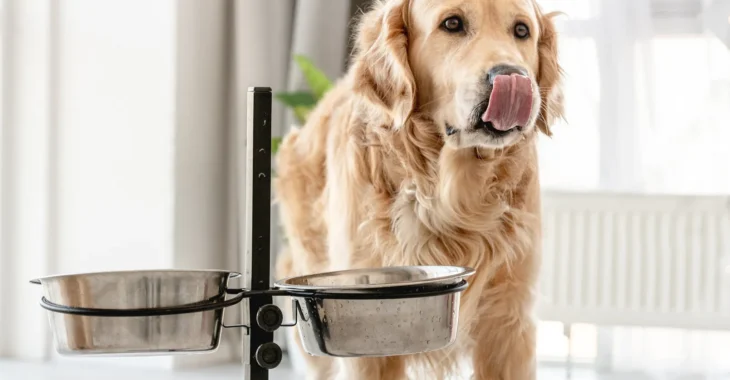 Who Makes Retriever Brand Dog Food? Unveiling the Manufacturer