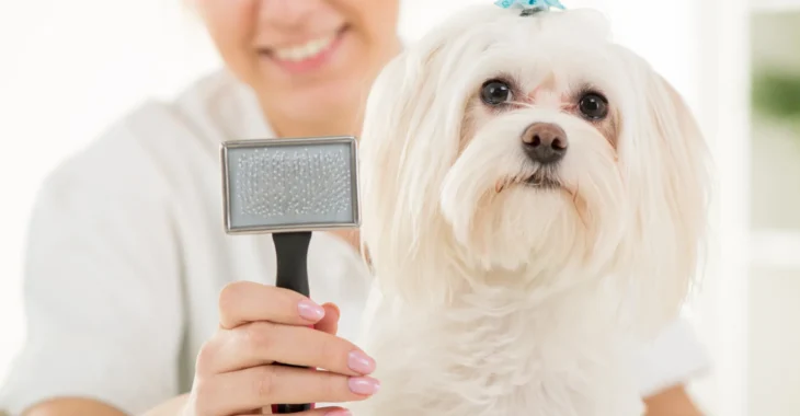How Much Does Dog Grooming Cost? Unveiling the Secrets!