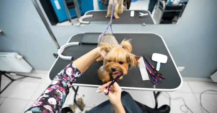 How Long Does Dog Grooming Take? FAQs & Details