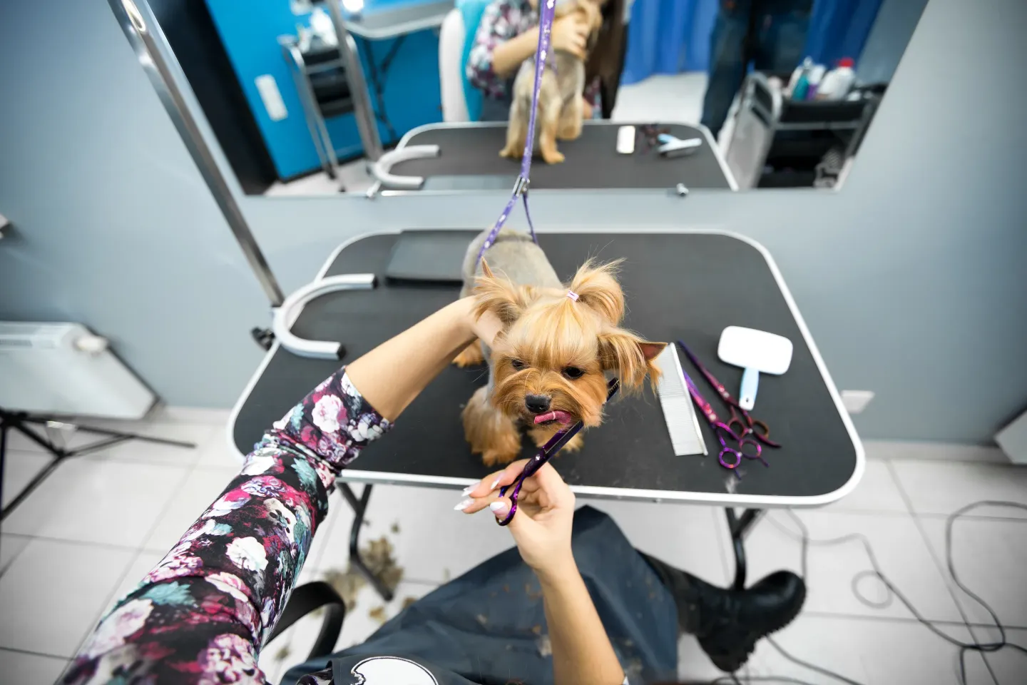 How Long Does Dog Grooming Take? FAQs & Details Epic Dog Supply
