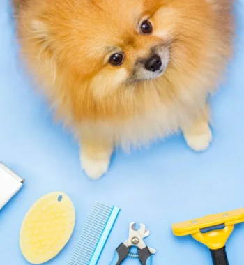 What Does Dog Grooming Include? The Inside Scoop