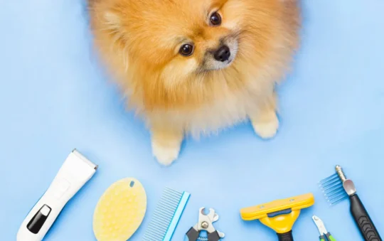 What Does Dog Grooming Include? The Inside Scoop
