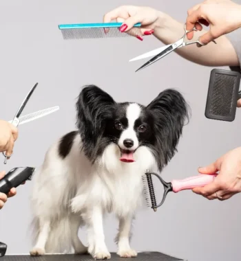 Can You Use Dog Grooming Scissors on Human Hair? Pros & Cons