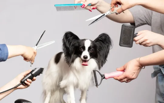 Can You Use Dog Grooming Scissors on Human Hair? Pros & Cons