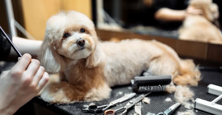 Can You Sharpen Dog Grooming Clippers for Pro Results?