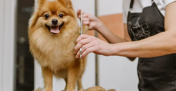 What Is Dog Grooming and Why Is It Important?
