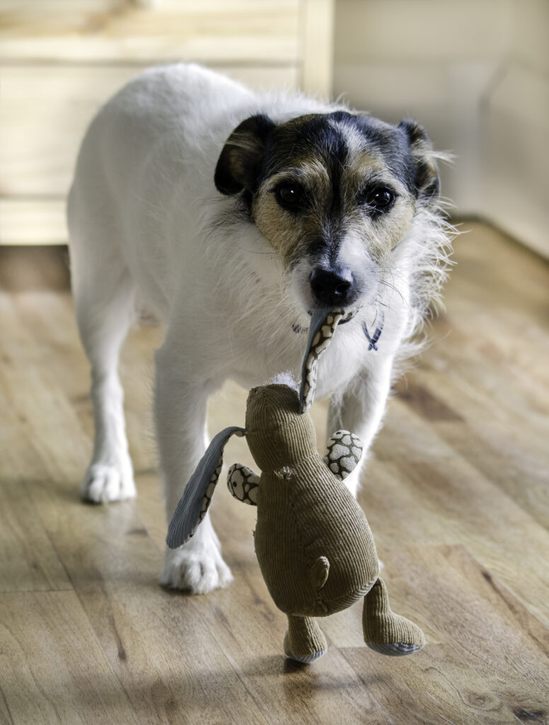 a dog carrying a toy, looking affectionate or playful