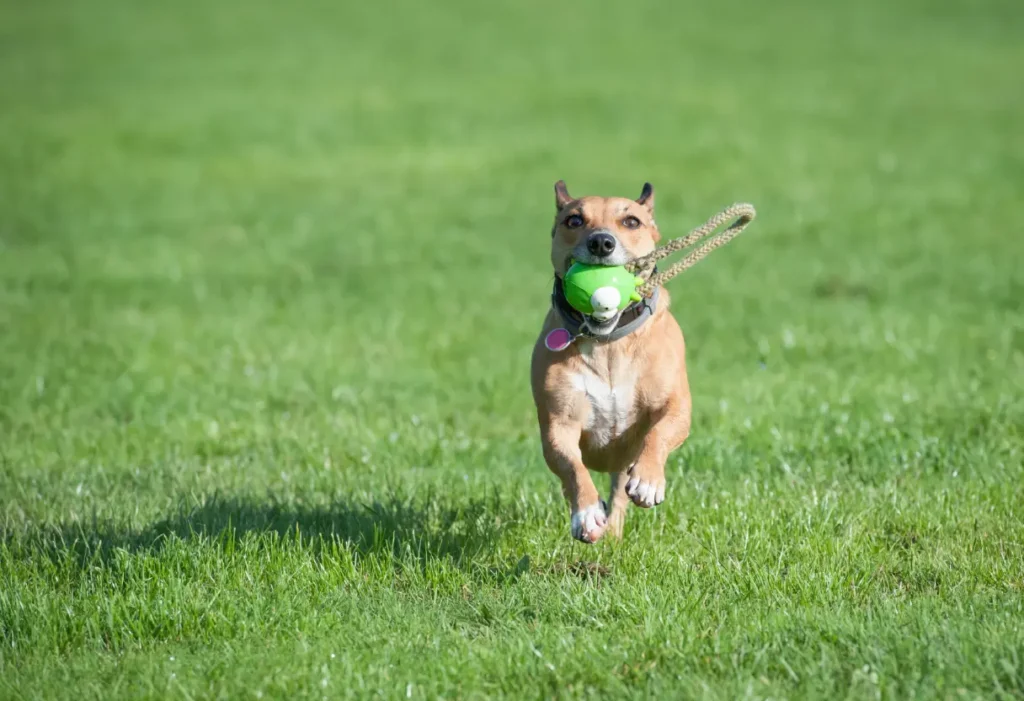 a dog with a toy, looking playful or curious