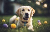 What Dog Toys Are Best For Labrador Retriever?