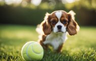 What Dog Toys Are Best for Cavalier King Charles Spaniel?