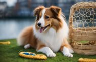 What Dog Toys Are Best for Shetland Sheepdog?