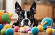 What Dog Toys Are Best For Boston Terrier?